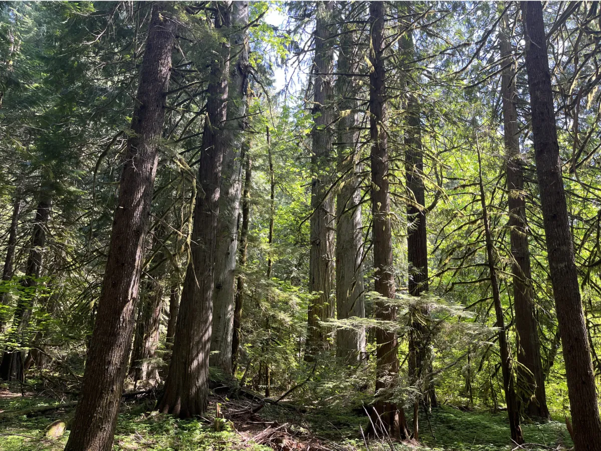 Cascade National Forest