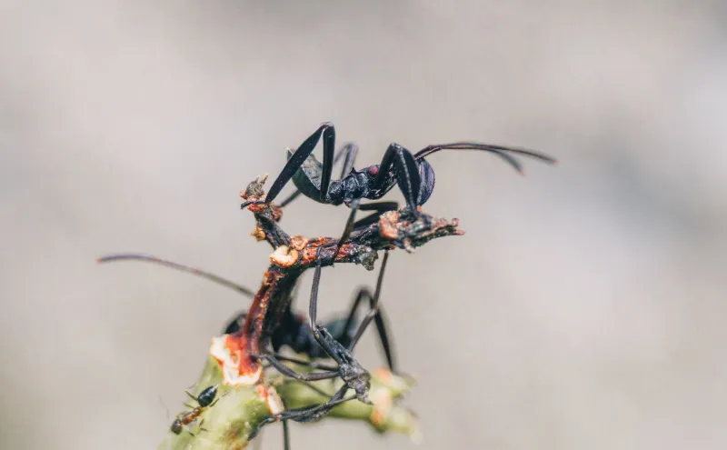 The Fungus That Puppets Ants — And Made Scientists Question Their Own Minds